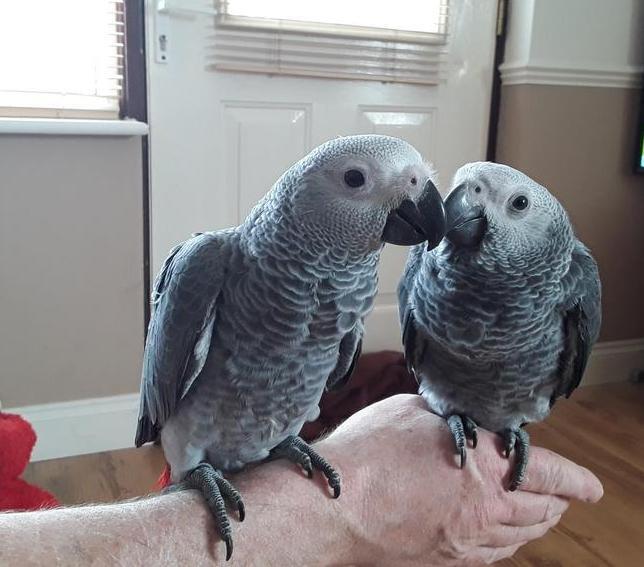 African grey parrot birds Psittacus erithacus for sale contact what's-app +447361628210